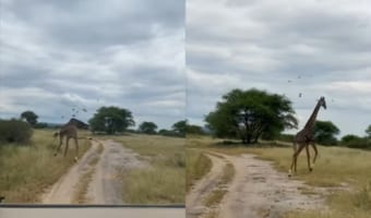 体の周りにいるのが気になった?小鳥たちを追っ払おうと自慢の長い首を大きく動かしたり、後を追いかけるキリン