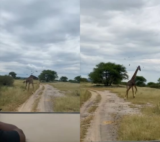 体の周りにいるのが気になった？小鳥たちを追っ払おうと自慢の長い首を大きく動かしたり、後を追いかけるキリン