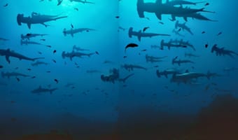 メダカの学校ならぬ「シュモクザメの学校」？数え切れないほどのシュモクザメが群れでゆったり泳ぎ回っています