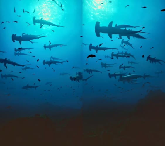 メダカの学校ならぬ「シュモクザメの学校」？数え切れないほどのシュモクザメが群れでゆったり泳ぎ回っています