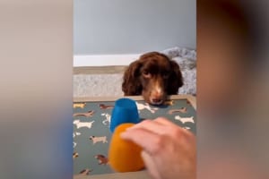 おやつを隠した2つのカップ。コッカー・スパニエルは目の前で隠されたおやつのカップをちゃんと当てられたと思ったら・・・。もう一つのカップにはなんと！！