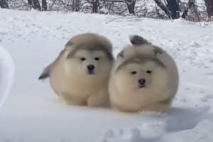 雪原を弾む毛玉？！モフモフなアラスカン・マラミュートの子犬たちが雪の中を元気に進んでいきます！！