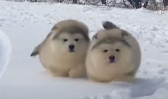 雪原を弾む毛玉?!モフモフなアラスカン・マラミュートの子犬たちが雪の中を元気に進んでいきます!!