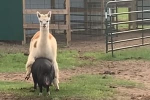 アルパカがいるのは、なんとブタの背中？！またがるアルパカをそのままに、ブタは歩き出すのかと思いきや・・・