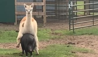 アルパカがいるのは、なんとブタの背中？！またがるアルパカをそのままに、ブタは歩き出すのかと思いきや・・・