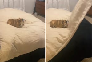 飼い主さんと布団で遊ぶブルドッグ。楽しくなったのか勢いよく飼い主さんに近寄ったら・・・、まさかのハプニングでベッドから落ちてしまいました！！