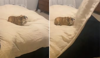 飼い主さんと布団で遊ぶブルドッグ。楽しくなったのか勢いよく飼い主さんに近寄ったら・・・、まさかのハプニングでベッドから落ちてしまいました！！