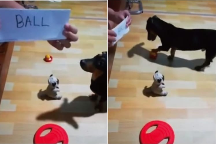 なんてかしこい！それぞれの単語の意味を理解している天才ダックスフンド