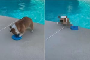 【ハプニング動画】フリスビーを拾おうと夢中になっているコーギー。ところが拾えず手こずっているうちに・・・、プールへ落ちてしまいました！！