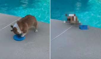 【ハプニング動画】フリスビーを拾おうと夢中になっているコーギー。ところが拾えず手こずっているうちに・・・、プールへ落ちてしまいました！！