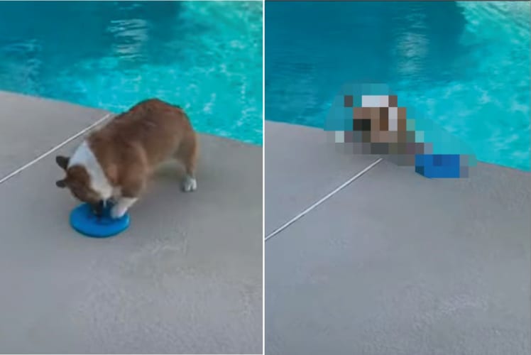 【ハプニング動画】フリスビーを拾おうと夢中になっているコーギー。ところが拾えず手こずっているうちに・・・、プールへ落ちてしまいました！！