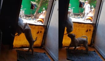 「お外に出てっちゃダメ!」やんちゃな兄弟がお家から脱走しようとするのを阻止しようと、子犬はがんばります!!