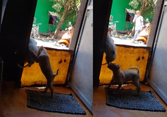 「お外に出てっちゃダメ！」やんちゃな兄弟がお家から脱走しようとするのを阻止しようと、子犬はがんばります！！