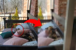 そっと近付いて、クッション越しにジャンプ！！子猫がしかけた母猫へのかわいすぎるイタズラ