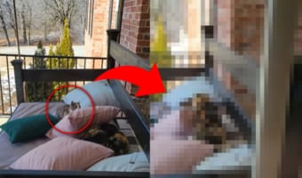 そっと近付いて、クッション越しにジャンプ！！子猫がしかけた母猫へのかわいすぎるイタズラ