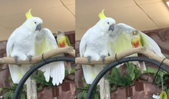 仲良しのホオミドリウロコインコのことをなでなでするキバタン。大きな翼でなでてもらうのが気持ちいいみたいで、続けて!と催促もしています