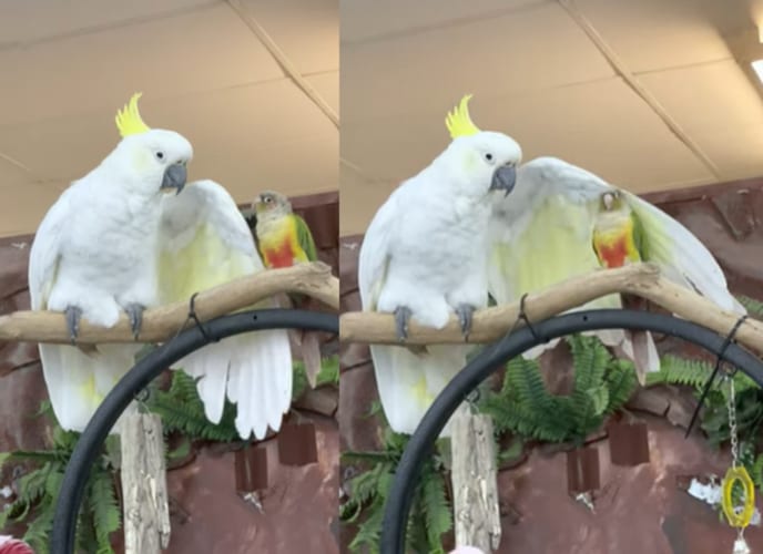 仲良しのホオミドリウロコインコのことをなでなでするキバタン。大きな翼でなでてもらうのが気持ちいいみたいで、続けて！と催促もしています