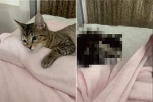 「ニャんだか寝づらいなぁ・・・」毛布の上で寝転がるもなかなか眠れない子猫。その原因は、なんと毛布の下にありました！！【原因がかわいすぎる】