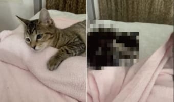 「ニャんだか寝づらいなぁ・・・」毛布の上で寝転がるもなかなか眠れない子猫。その原因は、なんと毛布の下にありました!!【原因がかわいすぎる】