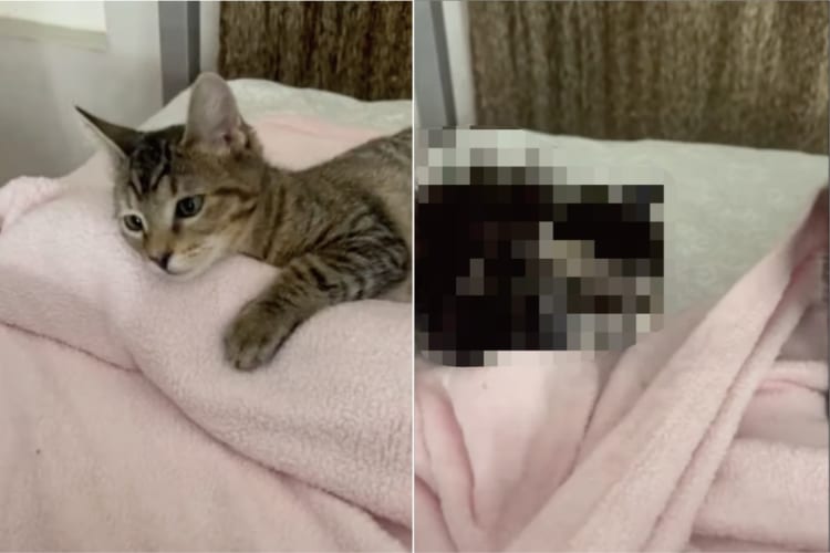 「ニャんだか寝づらいなぁ・・・」毛布の上で寝転がるもなかなか眠れない子猫。その原因は、なんと毛布の下にありました！！【原因がかわいすぎる】