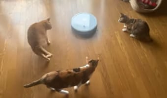 リビングでせっせと活躍中のロボット掃除機。突如あらわれたこの新入りに、この家の猫たちは興味がそそられたらしく、その動きを追いかけています