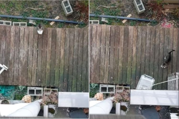 このお猫様専用エレベーター？！外から帰ってきた猫は、飼い主さんがおろした紐に繋がれたクレートに乗って優雅に帰宅するのです