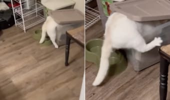 ごはんを盗み食いする猫。犯行現場を飼い主さんに見つかってしまい慌てて逃げようとしますが・・・、体が抜けない!!