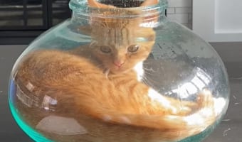 なるほど、そうやっていたのね！狭いスペースが大好きな猫が、透明なガラスの容器におさまる様子を見て、どうやって入るの？という疑問がスッキリ！