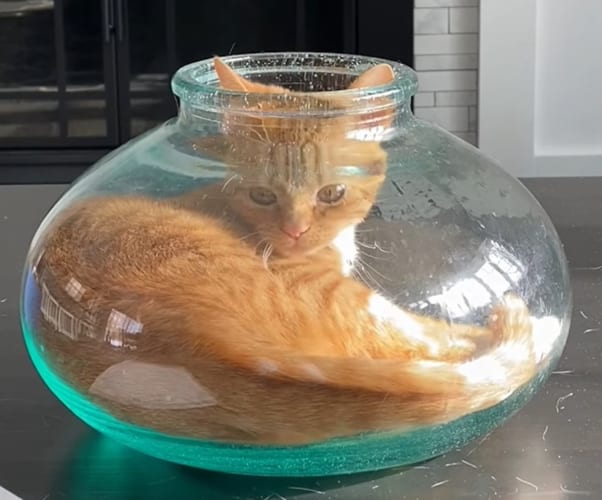 なるほど、そうやっていたのね！狭いスペースが大好きな猫が、透明なガラスの容器におさまる様子を見て、どうやって入るの？という疑問がスッキリ！