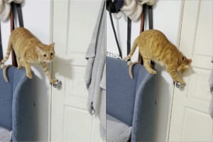 ソファの背もたれに腰掛け、ドアノブにおててを伸ばす猫。お仲間がドアの前で待機している中・・・、器用にドアを開けてしまいました！！
