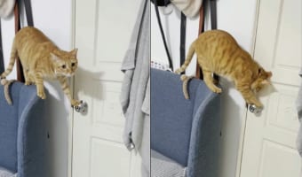 ソファの背もたれに腰掛け、ドアノブにおててを伸ばす猫。お仲間がドアの前で待機している中・・・、器用にドアを開けてしまいました！！