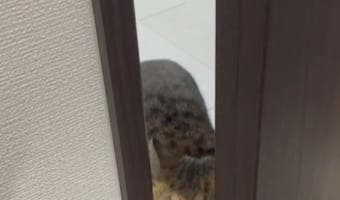 「トイレに行っている数分間ですら絶対に離れたくないらしい・・・」猫の愛おしすぎる顔に、Twitterで10万いいねの大反響!!