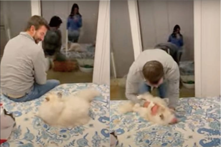 飼い主さんと遊ぶのが大好きな猫。しかし「遊んで！」とばかりに飛びかかるのは、飼い主さんがある仕草をするのを待ってから！！