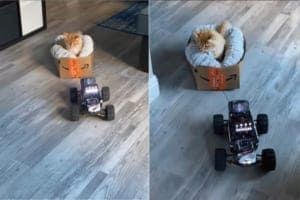 猫がAmazonの箱に入って運ばれて来た！？ラジコンに曳かれて不思議がっているのか、周りをキョロキョロしています