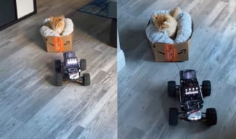 猫がAmazonの箱に入って運ばれて来た!?ラジコンに曳かれて不思議がっているのか、周りをキョロキョロしています