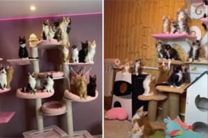 24匹のメインクーンの子猫たちはみんな猫じゃらしに夢中！猫じゃらしを振り回すとみんな一斉に頭が動いちゃう！！