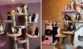24匹のメインクーンの子猫たちはみんな猫じゃらしに夢中!猫じゃらしを振り回すとみんな一斉に頭が動いちゃう!!