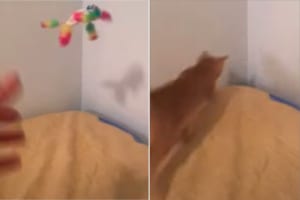 飼い主さんが投げたオモチャがベッドの隅から落ちちゃった！！なんとしても拾い上げたい猫の、猫の執念を感じる姿がすさまじい！！