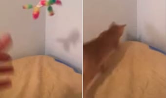 飼い主さんが投げたオモチャがベッドの隅から落ちちゃった!!なんとしても拾い上げたい猫の、猫の執念を感じる姿がすさまじい!!