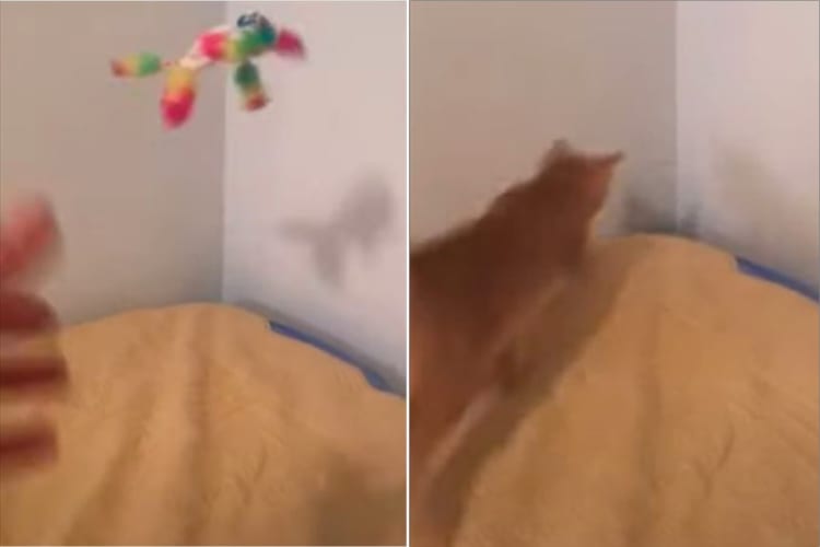飼い主さんが投げたオモチャがベッドの隅から落ちちゃった！！なんとしても拾い上げたい猫の、猫の執念を感じる姿がすさまじい！！