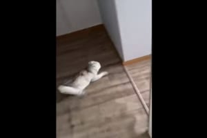 まるで『ドリフト走行』みたい！床を滑って移動する猫の動きがキレッキレ！