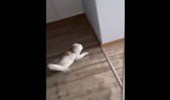 まるで『ドリフト走行』みたい!床を滑って移動する猫の動きがキレッキレ!
