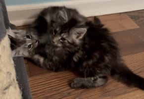 キャットタワーでどちらが爪を研ぐか争っている？わちゃわちゃしている子猫たちの姿に心がとろける！！