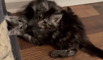 キャットタワーでどちらが爪を研ぐか争っている？わちゃわちゃしている子猫たちの姿に心がとろける！！