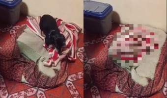 お布団でぬくぬくして寝たい様子のダックスフンド。ブランケットをくわえると・・・、ぐるぐる回って体をスッポリ覆ってしまいました!!