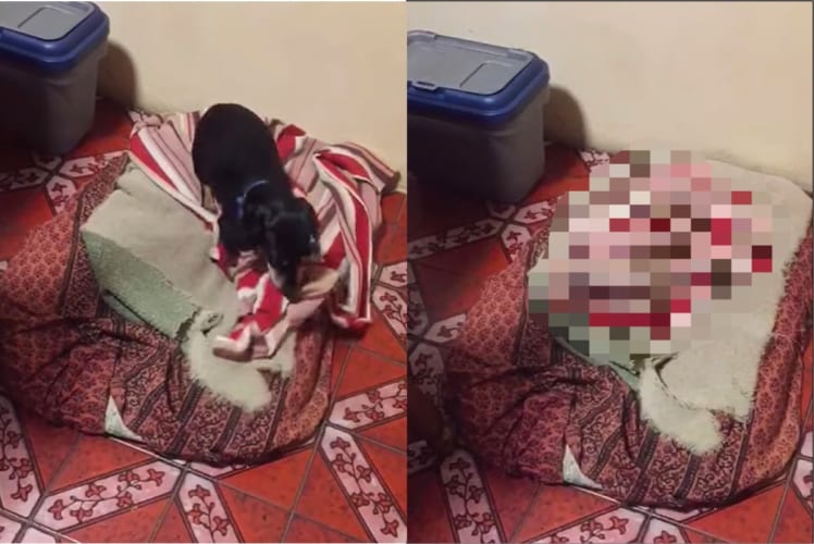 お布団でぬくぬくして寝たい様子のダックスフンド。ブランケットをくわえると・・・、ぐるぐる回って体をスッポリ覆ってしまいました！！