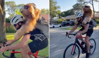 飼い主さんの背中に乗って自転車で冒険の旅へ!サングラスをかけたゴールデンドゥードルは、風を切る姿がキマっています!!