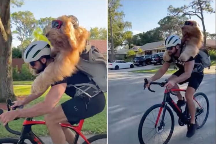 飼い主さんの背中に乗って自転車で冒険の旅へ！サングラスをかけたゴールデンドゥードルは、風を切る姿がキマっています！！