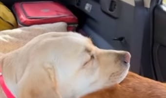 モフモフで気持ちいい!?ドライブ中にお昼寝をしている犬が枕にしているのは・・・なんとお友達のおしり?!?!ぐっすりすやすや寝ています