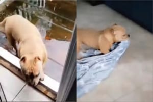 「お家は汚さないようにしないと！」外から戻ってきた子犬。お家の床を汚さないように毛布に乗っかるようにして進んでいきます！！